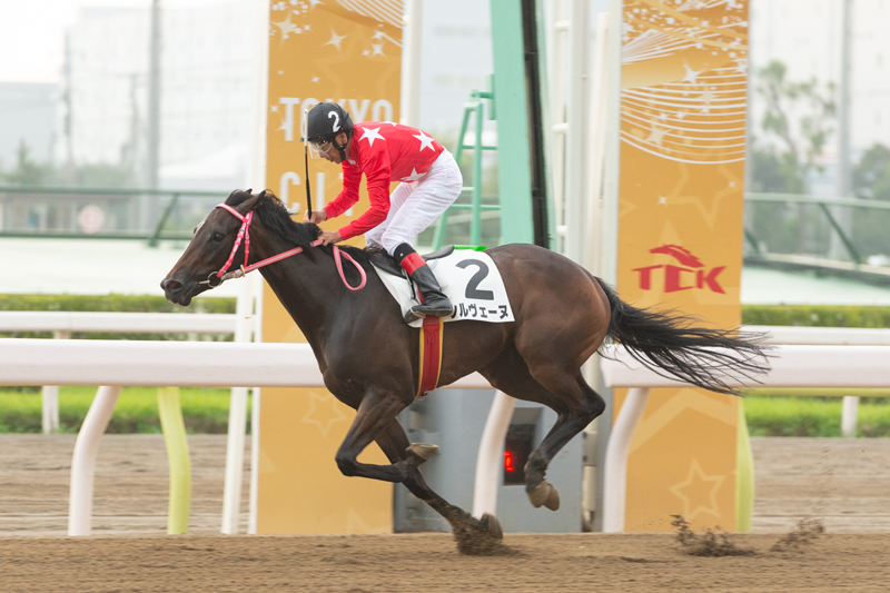 競馬 本日 地方