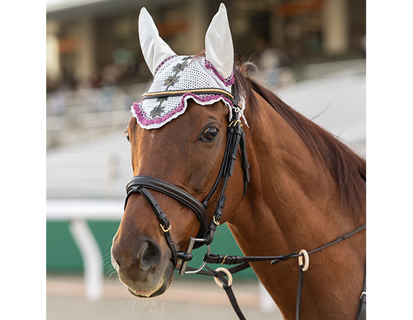 トロヴァオ号誘導馬デビュー！ | News | 東京シティ競馬 : TOKYO
