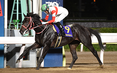 第22回 ジャパンダートダービー Jpni 重賞レース レースと日程 東京シティ競馬 Tokyo City Keiba