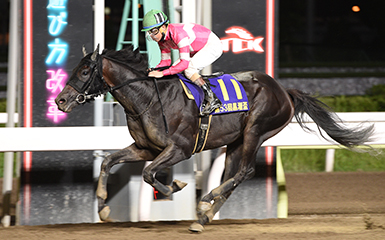 第53回 黒潮盃 Sii 重賞レース レースと日程 東京シティ競馬