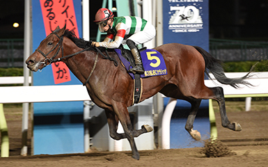 2020 中央 競馬 日程 表